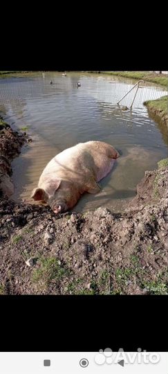 Пищевые отходы для животных