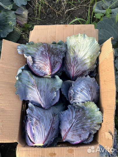 Капуста оптом