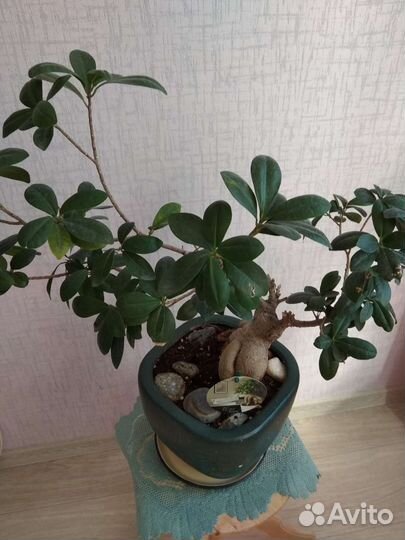 Фикус Гинсенг бонсай (Ficus Ginseng)