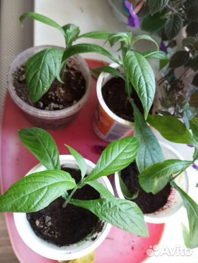 Цветы Пахистахис