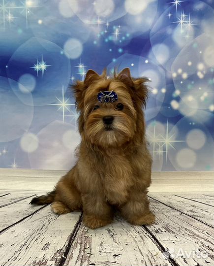 Русская салонная собака (русалка), золотой йорк