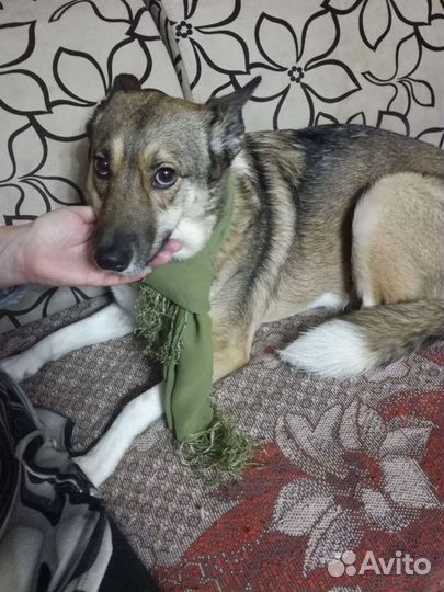 В Добрые руки