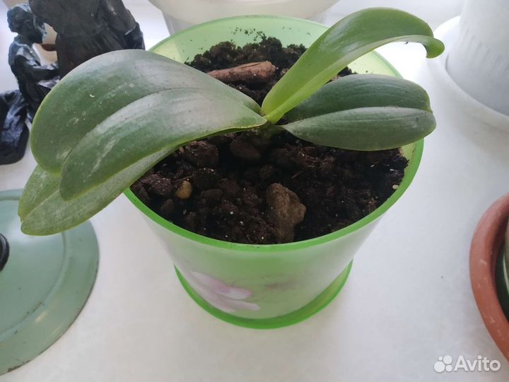 Фикус и Архидея