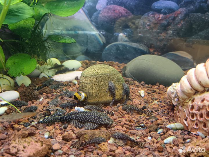 Анцитрусов сомик