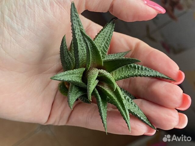 Сансевиерия Хавортия