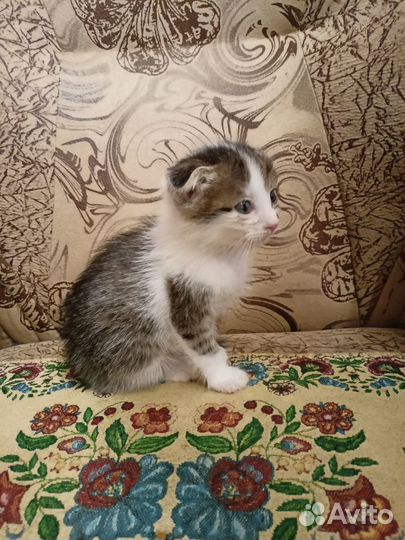Вислоухий котёнок в добрые руки