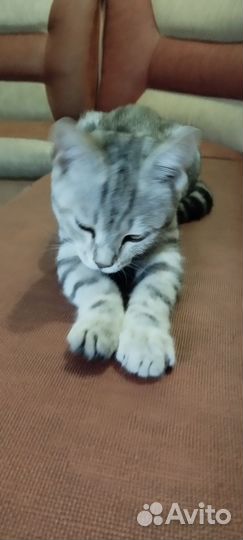 Просто котик