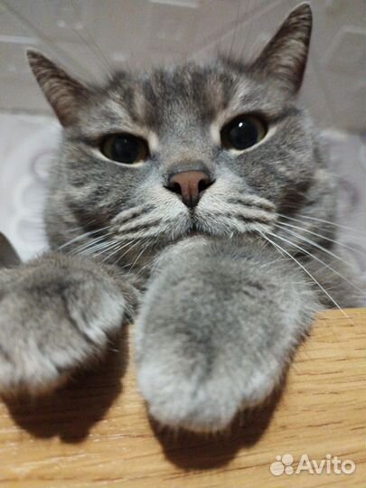 Кот шотландец