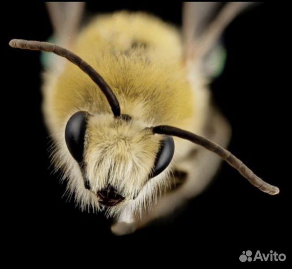 Прополис пчелиный очищенный в брикете