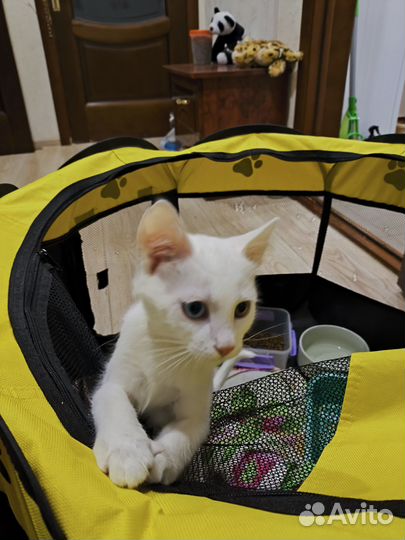 Котенок белый гладкошерстный Анапа