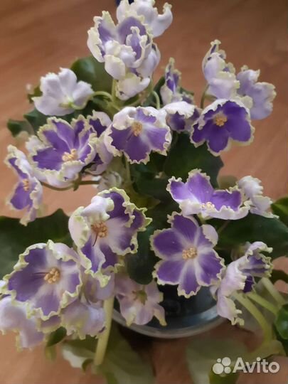 Сортовые синполии