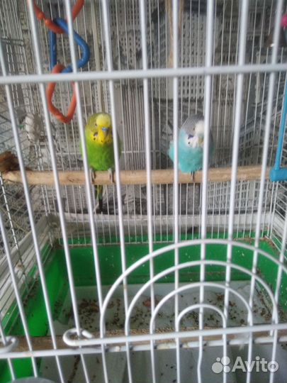 Попугайчики только вместе. Канарейка