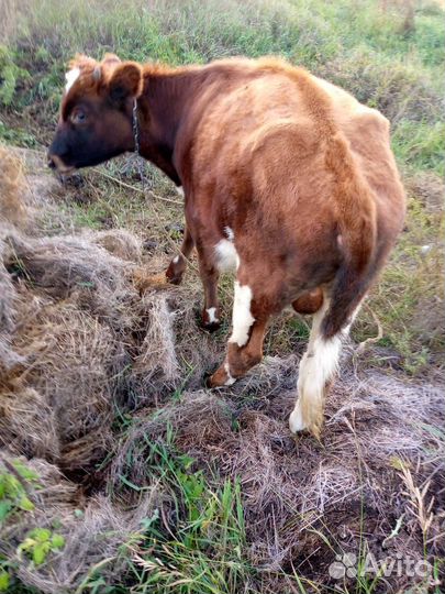 Бычки и телята