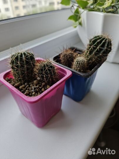 Кактус