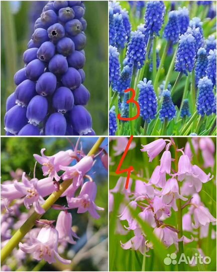 Цветы луковичные