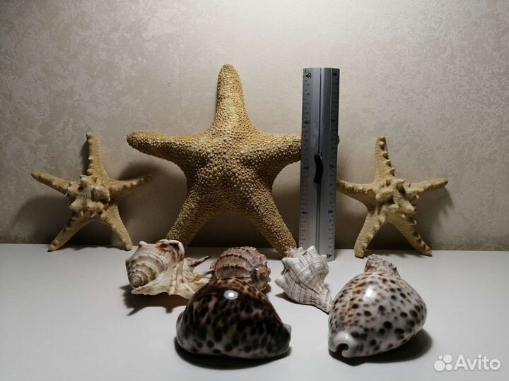 Вазы, ракушки, морские звезды