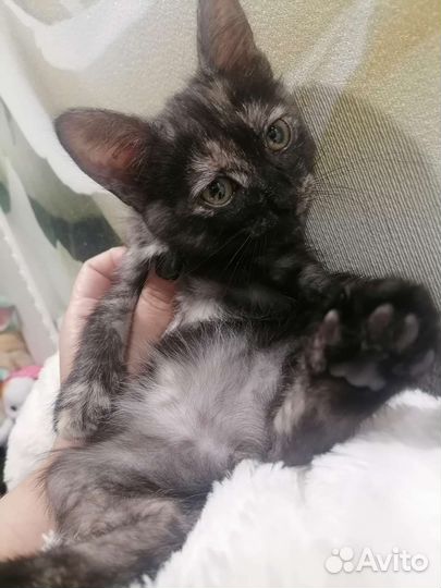 Котенок девочка необычного окраса 3 месяца