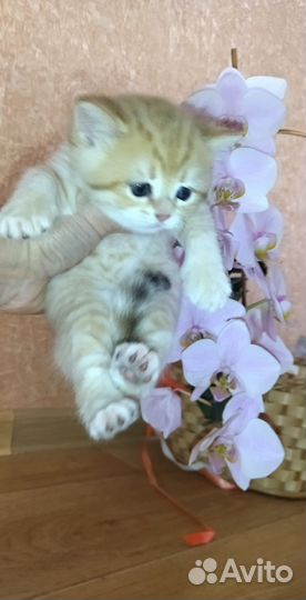 Британские котята