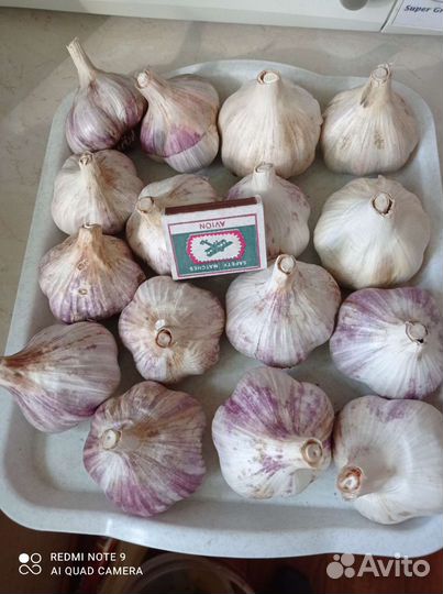 Чеснок отборный на посадку