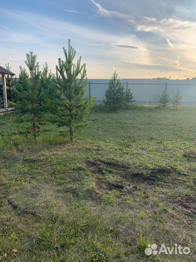 Сосна живая