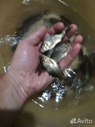 Живец карась