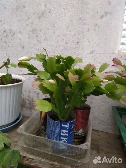 Цветы декабристы