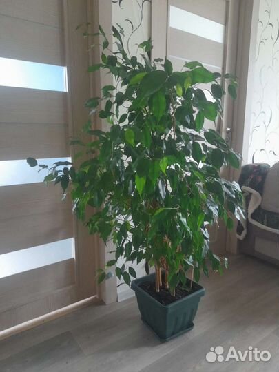 Фикус Бенджамина Даниель