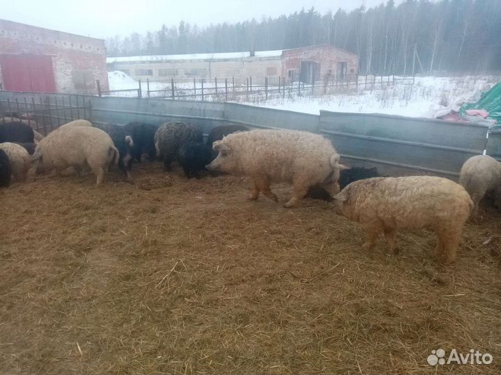 Венгерская мангалица