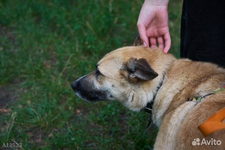 Малыш Пич в приюте