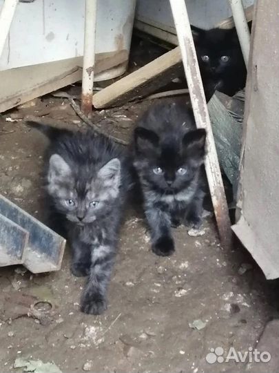 Котята в беде / в добрые руки