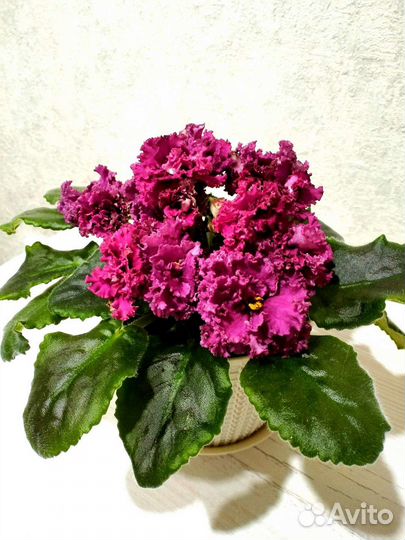 Фиалка лист на срез