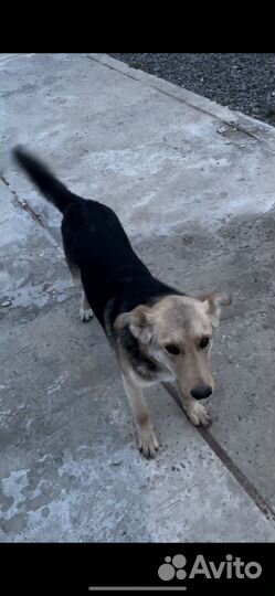 Собака потерялась