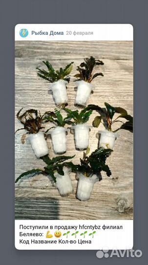 Растения для аквариума альтернатера на кочке