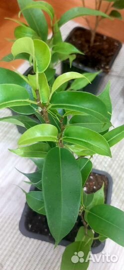 Фикус бенджамина наташа