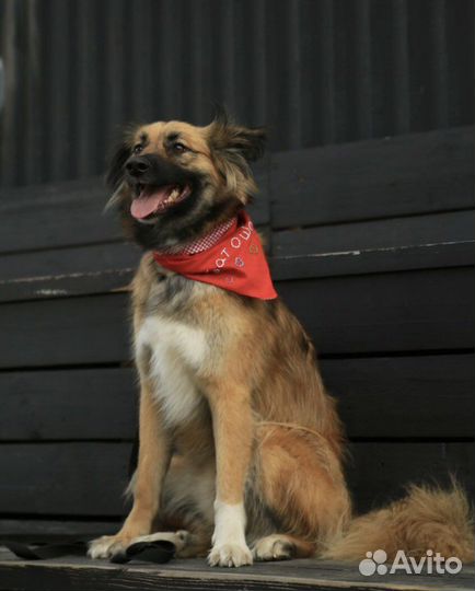 Щенок в добрые руки