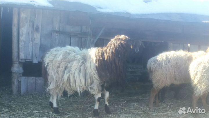 Баран на племя