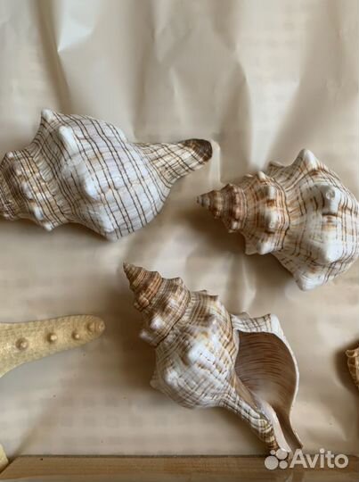 Декор морской ракушки морская звезда