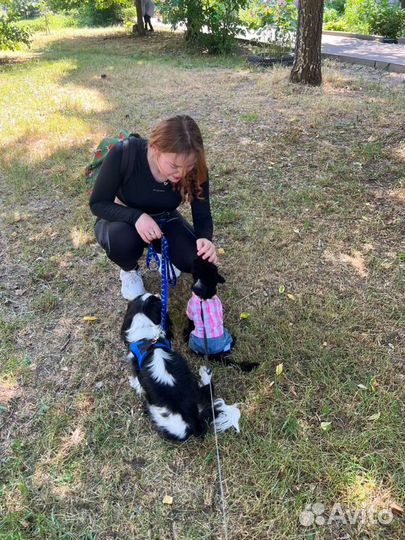 Дрессировка собак кинолог