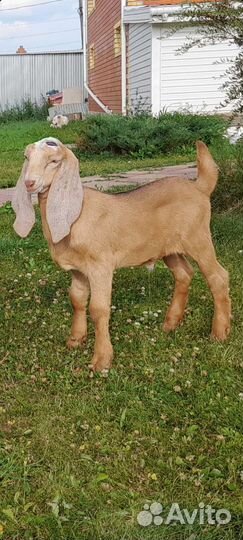 Коза и козёл нубийская/ камори