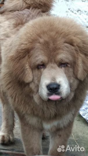 Тибетский мастиф вязка