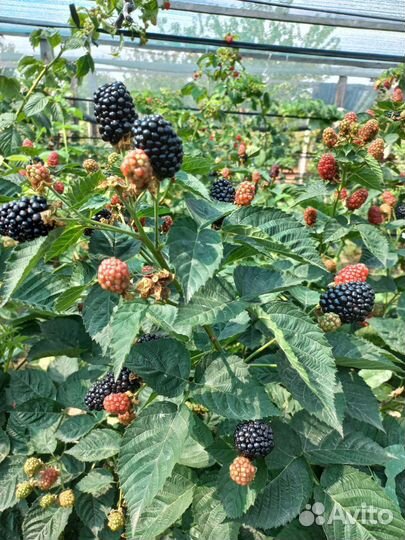 Ежевика Блек Джем и др