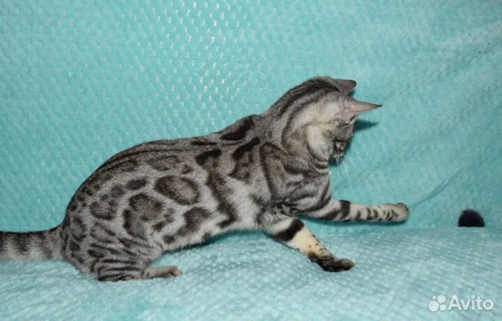 Серебро бенгальская