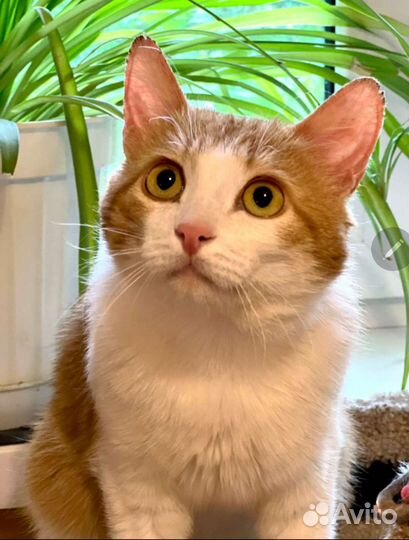 Рыжий котик ищет дом