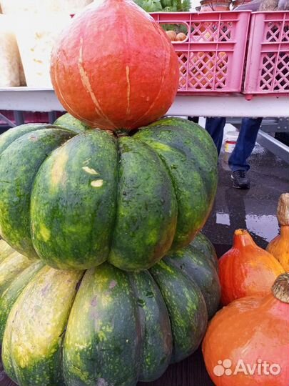 Рассада тыквы, кабачков