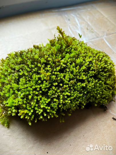 Живой мох для моссариумов