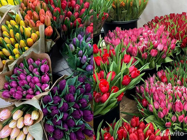 Тюльпаны оптом оранжевые и другие