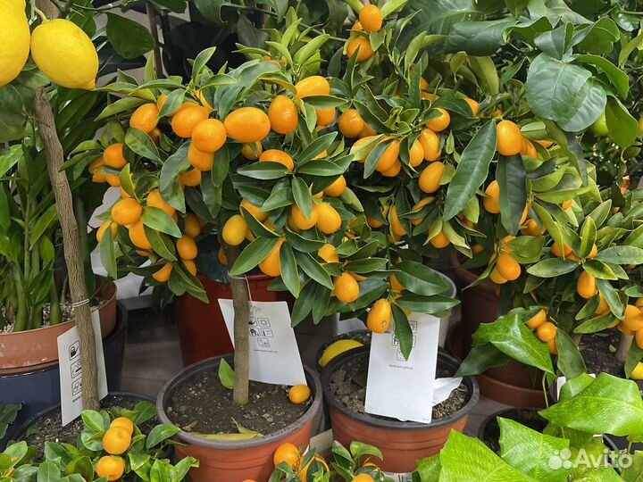 Цитрус кумкват Н75