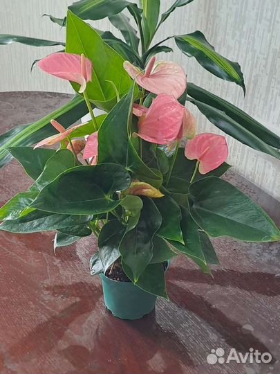 Антуриум монстера