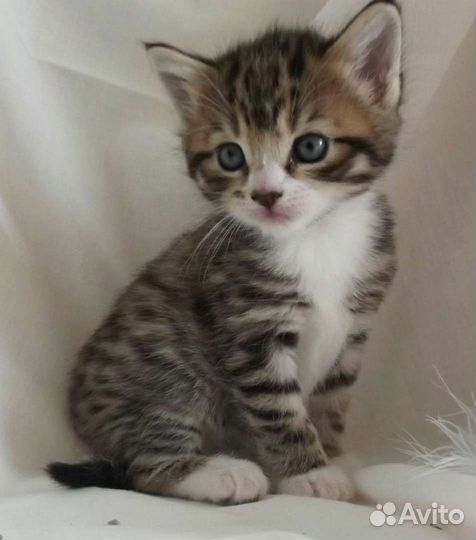 Котята 1,5мес с доставкой