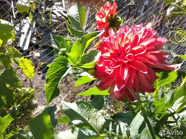 Георгины клубни